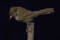 藏品(短翅樹鶯)的圖片